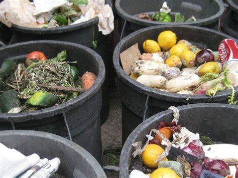 From Food Waste to Fish Food: The Magic of Maggots.